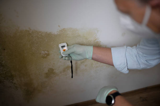 Mold Remediation for Rental Properties in Williamsport, MD